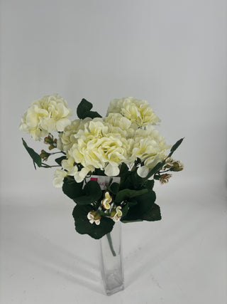 Geranium Flower Bush x12 Cream