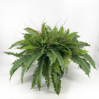 Boston Fern - Potted 2 Stems
