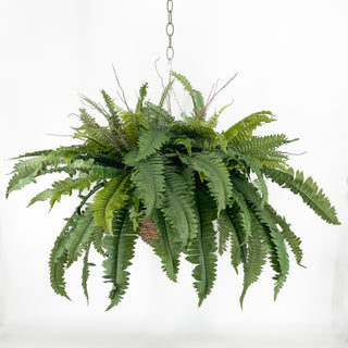 Fern Two Bush Hanging Basket