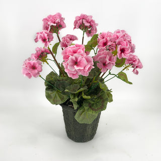 Geranium Pink Potted Plant