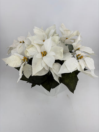 White Poinsettias in Mache