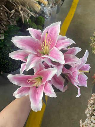 Tiger Lily Bush (x7) Pink-White