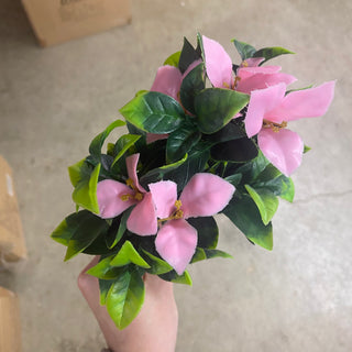 UV Bougainvillea Bush Pink 11.8"