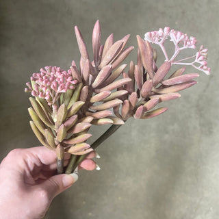 Aloe Flower Spray Pink