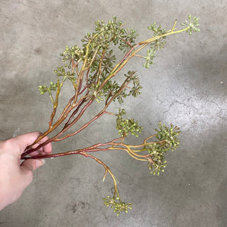 Seeded Branch Green