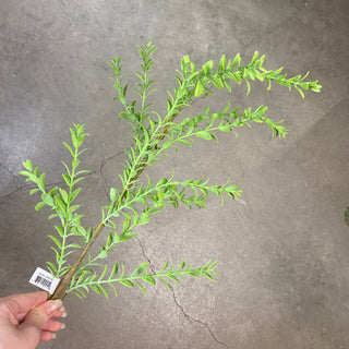 Boxwood Spray 26.5"
