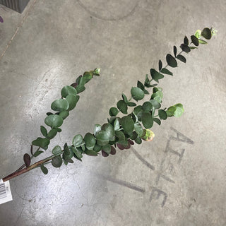 Eucalyptus Spray 29" (3 Asst)