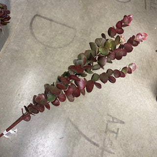 Eucalyptus Spray Burgundy 29"