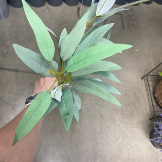 Eucalyptus Spray Light Green "