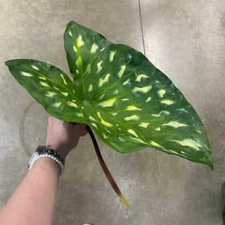 Wild Caladium Variegated Leaf Stem 25"