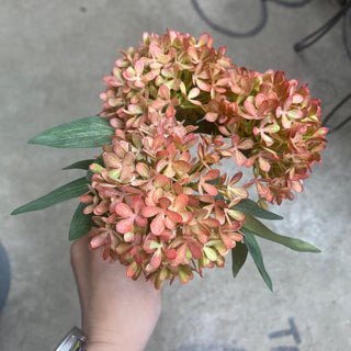 Snowball Hydrangea Bundle (x3) Peach 11"
