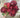 Cabbage Rose Bush (x10) Red 19"