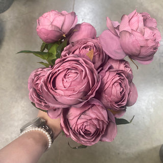 Cabbage Rose Bush Violet 19"