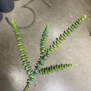 Succulent Pick 13.5"