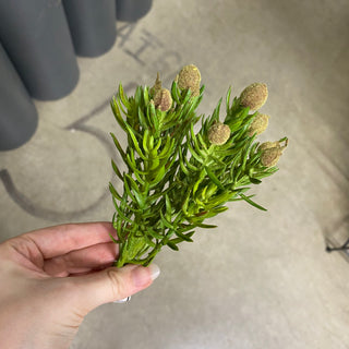Succulent Pick Green 7"