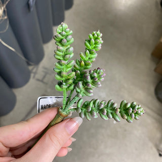 Succulent Pick Green-Purple 6''