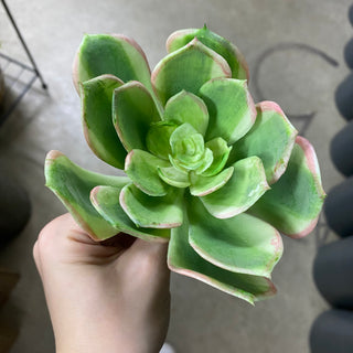 Succulent Saucer Green-Pink Pick