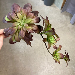 Succulent Pick Burgundy 12''