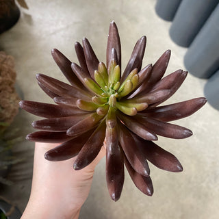 Succulent Pick Burgundy 9.5"