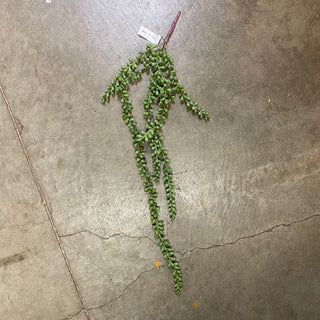String Pearl Succulent Hanging Bush Dusty Green