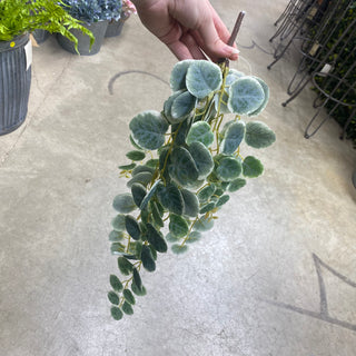 Henna Hanging Bush 22”