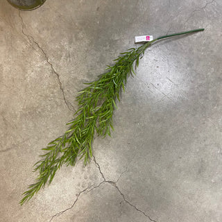 Podocarpus Hanging  Bush