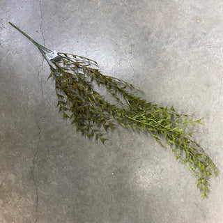 Wild Fern Hanging Bush