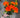 Carnation Bush Orange 18”