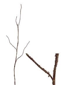 Berry Branch