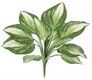 Hosta Plant Bush 24"