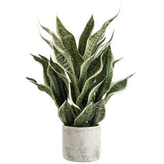 Sansevieria Snake Plant w/ Pot Green-Grey 26"