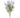Forget-Me-Not Bush Lavender 18"