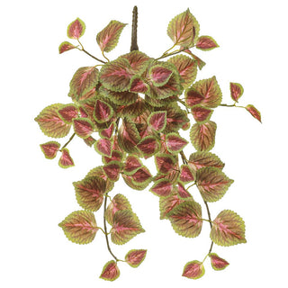 Perilla Hanging Bush Purple-Green  20"