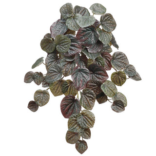 Pepperomia Bush Dark Green 19"