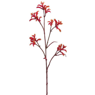 Kangaroo Paw Spray Orange-Red 30"