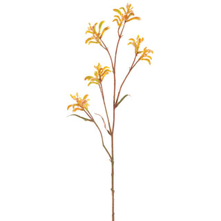 Kangaroo Paw Spray Yellow-Brown 30"