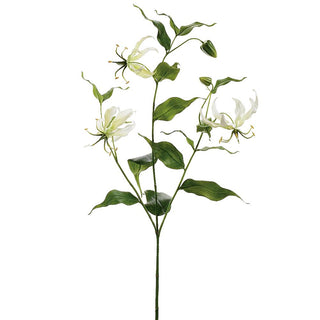 Gloriosa Spray Cream 34"