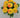 Dahlia Bush Yellow 19" - Evergreen Home and Floral