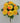 Dahlia Bush Yellow 19" - Evergreen Home and Floral