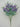 Delphinium Bush Purple 24" - Evergreen Home and Floral