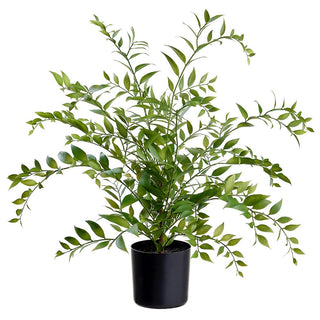Asian Bayberry Plant in Plastic Pot 26.5"