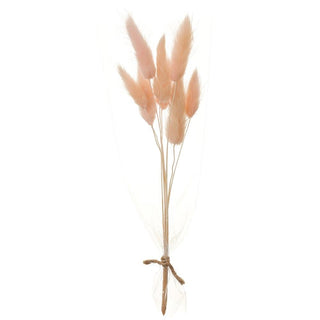 Preserved Foxtail Grass Bundle 9"