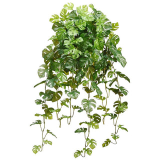 Split Philo Hanging Bush 36"