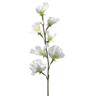 Sweet Pea Spray Cream 22"