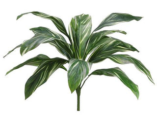 Cordyline Bush Green-White 26"