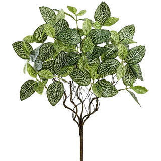 Fittonia Leaf Bush 18"