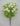 Mini Ranunculus Bush Cream 16" - Evergreen Home and Floral