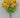 Mini Ranunculus Bush Yellow 16" - Evergreen Home and Floral