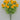Mini Ranunculus Bush Yellow 16" - Evergreen Home and Floral