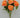 Rose Bush Orange 23" - Evergreen Home and Floral